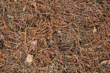 pine needles on the ground