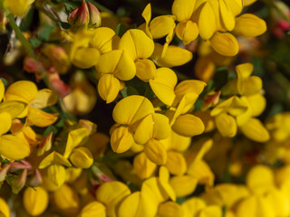 Obraz premium Lots of flowers with yellow petals close-up. Flowers of the whin plant, macro. The plant is in bloom. Yellow petals in macro