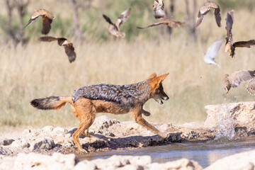 Black-backed Jackal (Canis mesomelas) hunting Ring-necked Doves at Cubitjie Quap, Kgalagadi Transfrontier Park, South Africa
