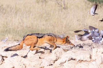 Black-backed Jackal (Canis mesomelas) hunting Ring Necked or Turtle Doves, Kgalagadi Transfrontier Park, South Africa