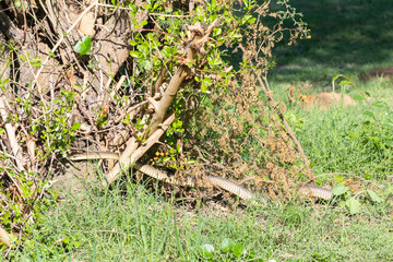 Female Cape Boomslang (Dispholidus typus typus), a venomous snake endemic to Sub-saharan Africa
