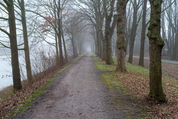 Fototapeta premium road in the woods