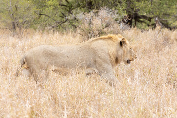 Camouflaged young male African Lion (Panthera leo) camouflaged while walking through Savannah grass, Limpopo, South Africa. Listed as an IUCN Vulnerable species. 