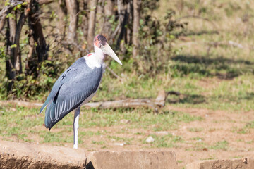 Marabou Stork (Leptoptilos crumeniferus), Punda Maria, Limpopo, South Africa. This bird is Near Threatened due to population decline