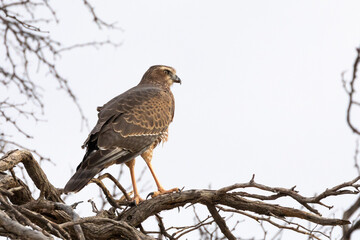 Pale Chanting Goshawk juvenile (Melierax canorus), Kalahari, Northern Cape, South Africa