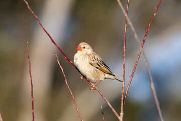 Red-billed Quelea (Quelea quelea) at sunset, Robertson, Western Cape, South Africa