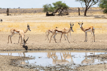 Fototapeta na wymiar Springbok or Springbuck (Antidorcas marsupialis) gathered around a waterhole, Kalahari, Northern Cape, South Africa