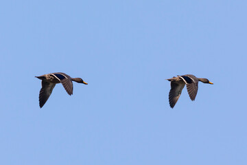 Pair of Yellow-billed Ducks (Anas undulata) flying in evening light