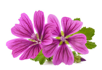 Mallow plant with flowers