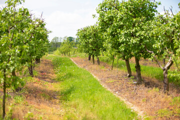 Fototapeta na wymiar Green path in the summer apple orchard.