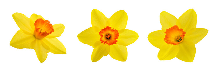 Yellow Daffodils flowers