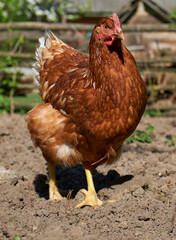 red chicken on the farm, close-up