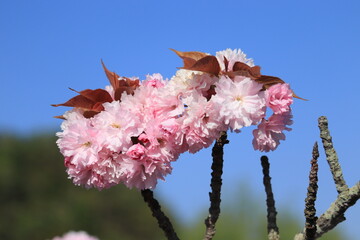 青空に映えるピンク色の八重桜