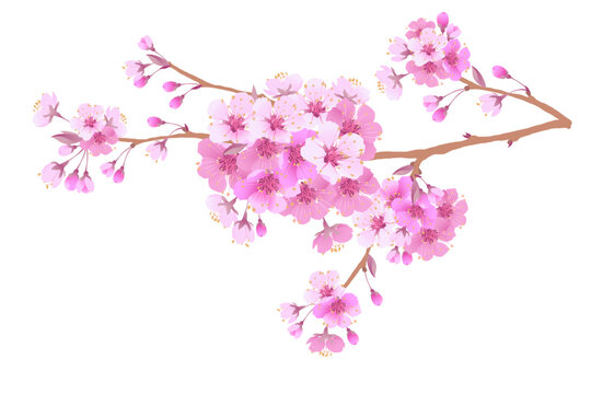 Sakura is a symbol of love on a white background.Blooming branch of Japanese cherry. Design for any purpose. Realistic illustration. A romantic concept for a mother's day gift. Retro style.