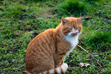 Naklejka na ściany i meble Cute ginger cat with yellow eyes outdoor scene in a farm