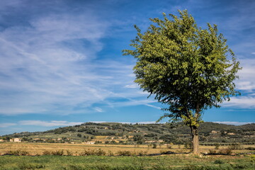 assisi, italien - idyllische landschaft mit baum