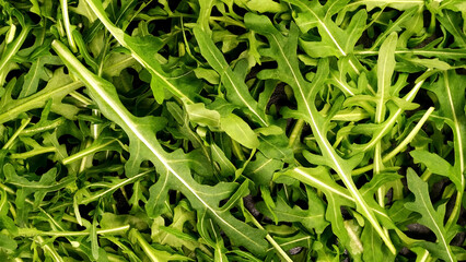 Fresh organic arugula leaves as healthy lifestyle and vegan and vegetarian nutrition background. - 568838741