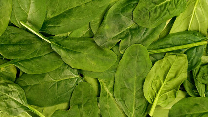 Fresh organic spinach leaves as healthy lifestyle and vegan and vegetarian nutrition background. - 568838756