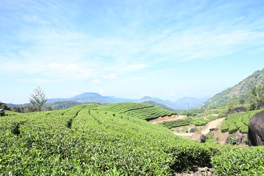 Beautiful green landscape of tea garden with blue sky from Munnar India