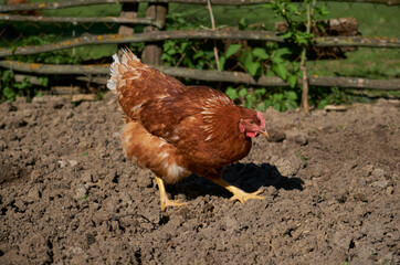 red chicken on the fence, close-up