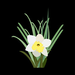 daffodils on black background