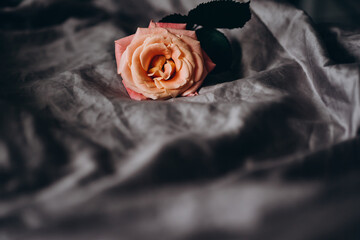 yellow pink rose on a gray silk sheet. symbol of love a symbol of loneliness.