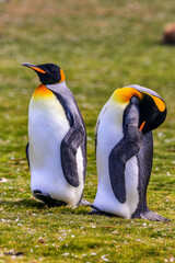Fototapeta premium Volunteer Point, Falkland Islands, UK