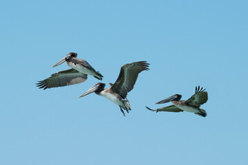 Three Brown Pelicans