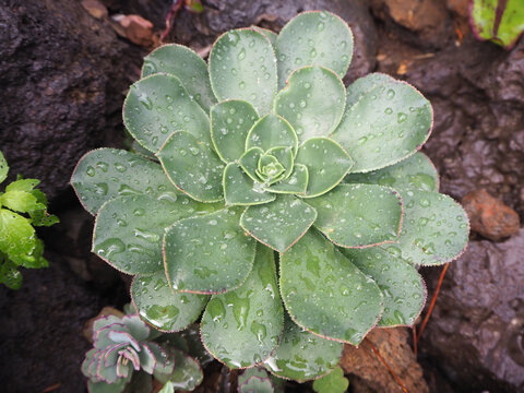 saxifagae, rockfoil