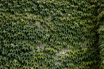 The wall is covered with dark green leaves of wild grapes.
