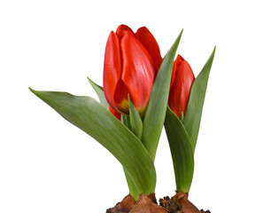 Red blooming tulip flowers on transparent background