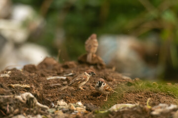 The Eurasian tree sparrow Passer montanus