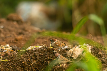 The Eurasian tree sparrow Passer montanus