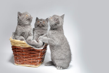 Fototapeta na wymiar Three blue British kittens in a wicker basket on a gray background. Beautiful little cats.