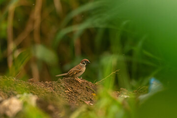 The Eurasian tree sparrow Passer montanus