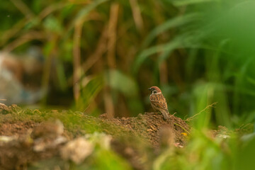 The Eurasian tree sparrow Passer montanus