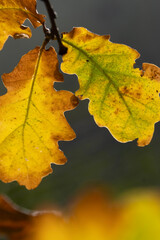 oak autumn leaf