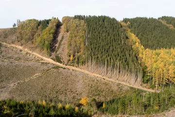 Foto auf Leinwand planting and production forest in the Ardennes, Belgium © twanwiermans