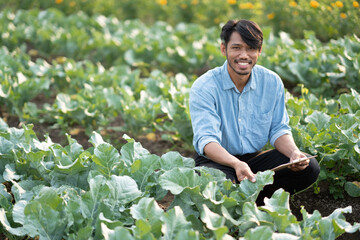 Hard Working young farmer, farm owner examining crop in the field. inspect and test the leaf during the process of harvesting.