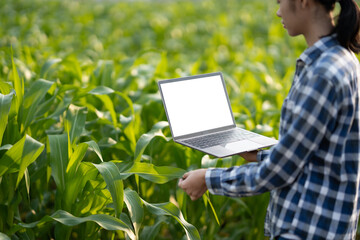 Female farmer with laptop in field. young Asian famer adapt technology in the farm process by using laptop computer.