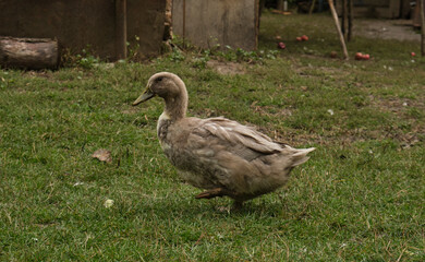 grey domestic duck on the farm