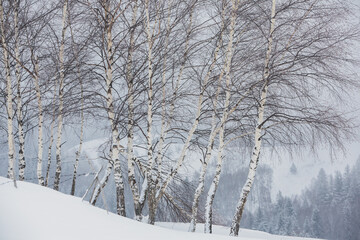 An abundant snowfall in the Romanian Carpathians in the village of Sirnea, Brasov. Real winter with snow in the country