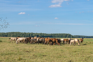 A herd of thoroughbred horses grazes on a beautiful green summer field.