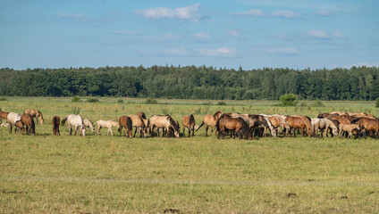 Fototapeta na wymiar A herd of thoroughbred horses grazes on a beautiful green summer field.