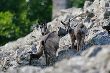 Two chamois standing on the stone hill. Horn animals in the nature habitat. Rupicapra rupicapra