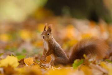 Naklejka na ściany i meble A cute european red squirrel sits in autumn leaves. Wildlife scene with a cute animal. Sciurus vulgaris