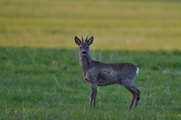 A young roebuck standing on the meadow. Capreolus capreolus. Wildlife scene with a deer. 