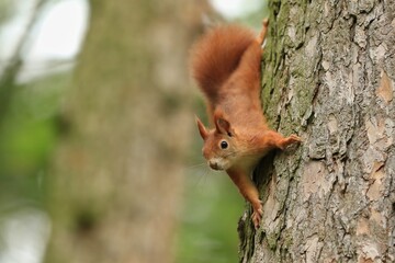 A cute european red  squirrel climbs a tree trunk.  Wildlife scene with a cute animal. Sciurus vulgaris.