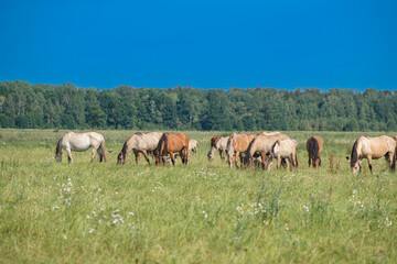 Naklejka na ściany i meble A herd of thoroughbred horses grazes on a beautiful green summer field.