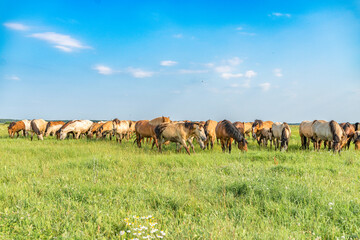 A herd of thoroughbred horses grazes on a beautiful green summer field.